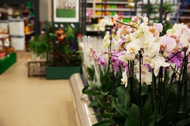 Assortment of beautiful orchid flowers at floral shop