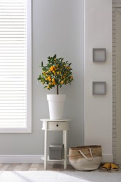 Photo of Potted kumquat tree in doorway. Interior design