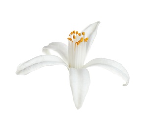 Beautiful blooming citrus flower on white background