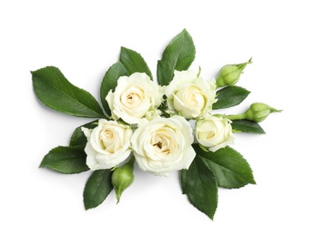 Beautiful blooming rose flowers on white background, top view