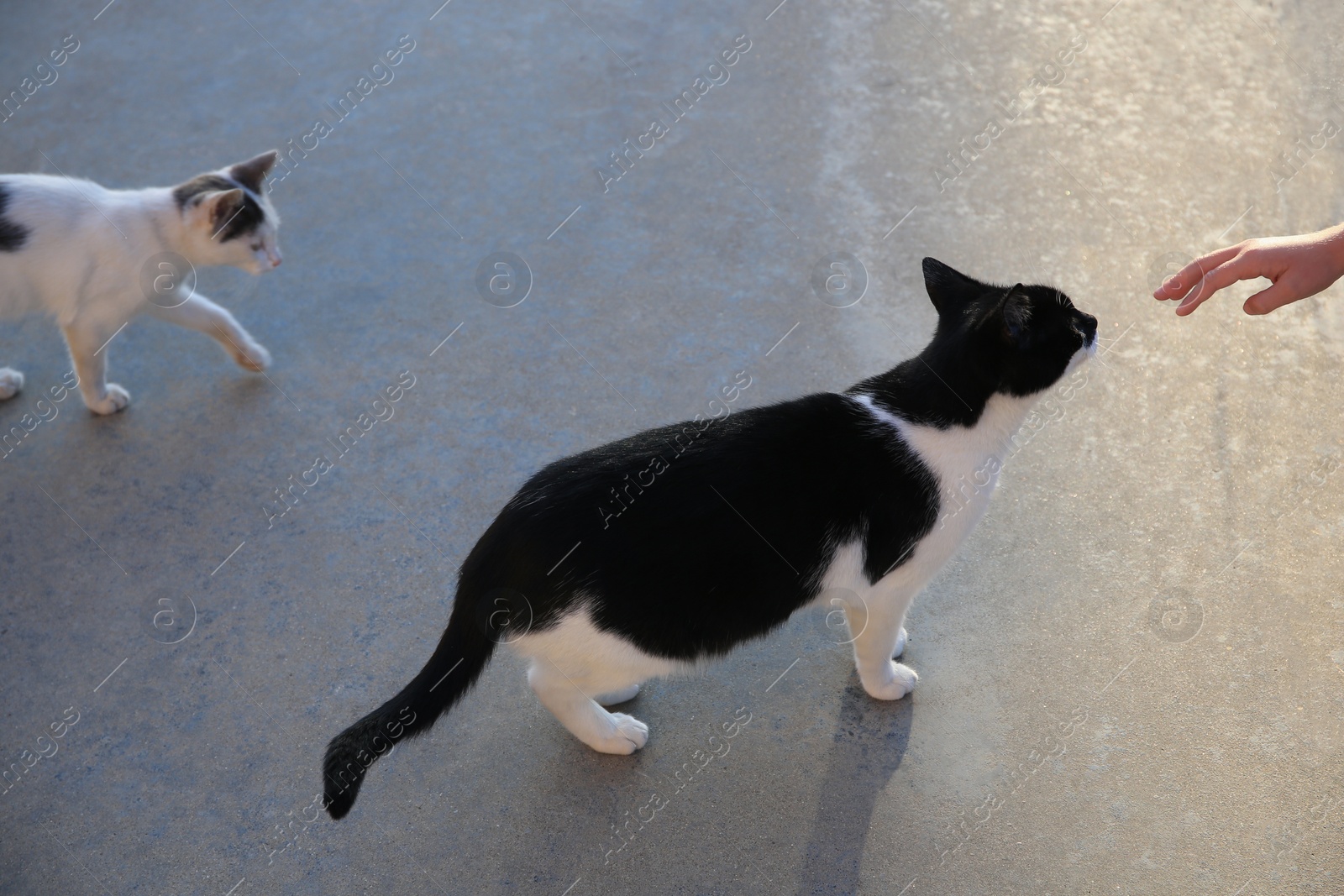 Photo of Woman reaching to cute cat outdoors, closeup. Stray animal