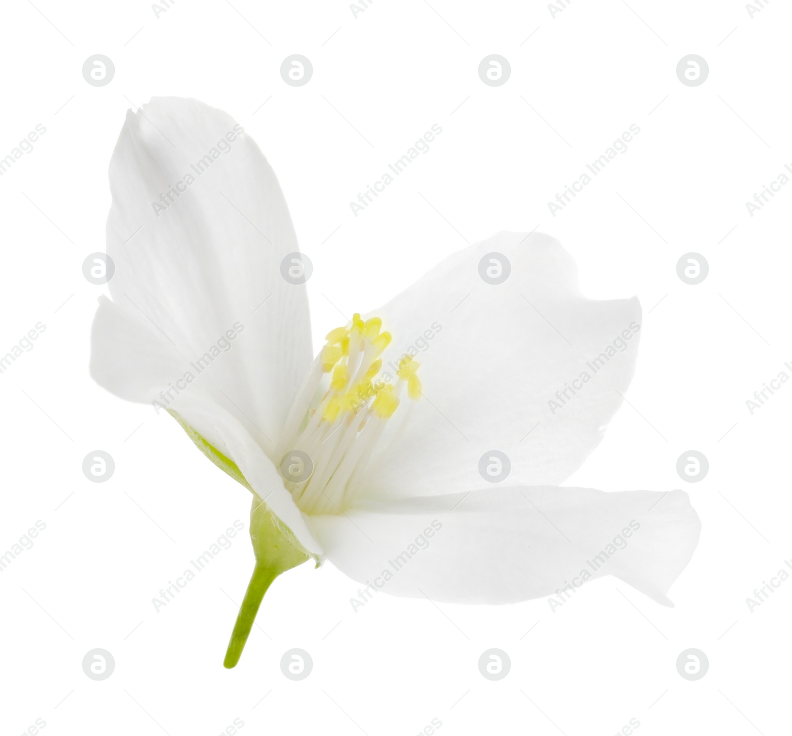 Photo of Beautiful delicate jasmine flower isolated on white