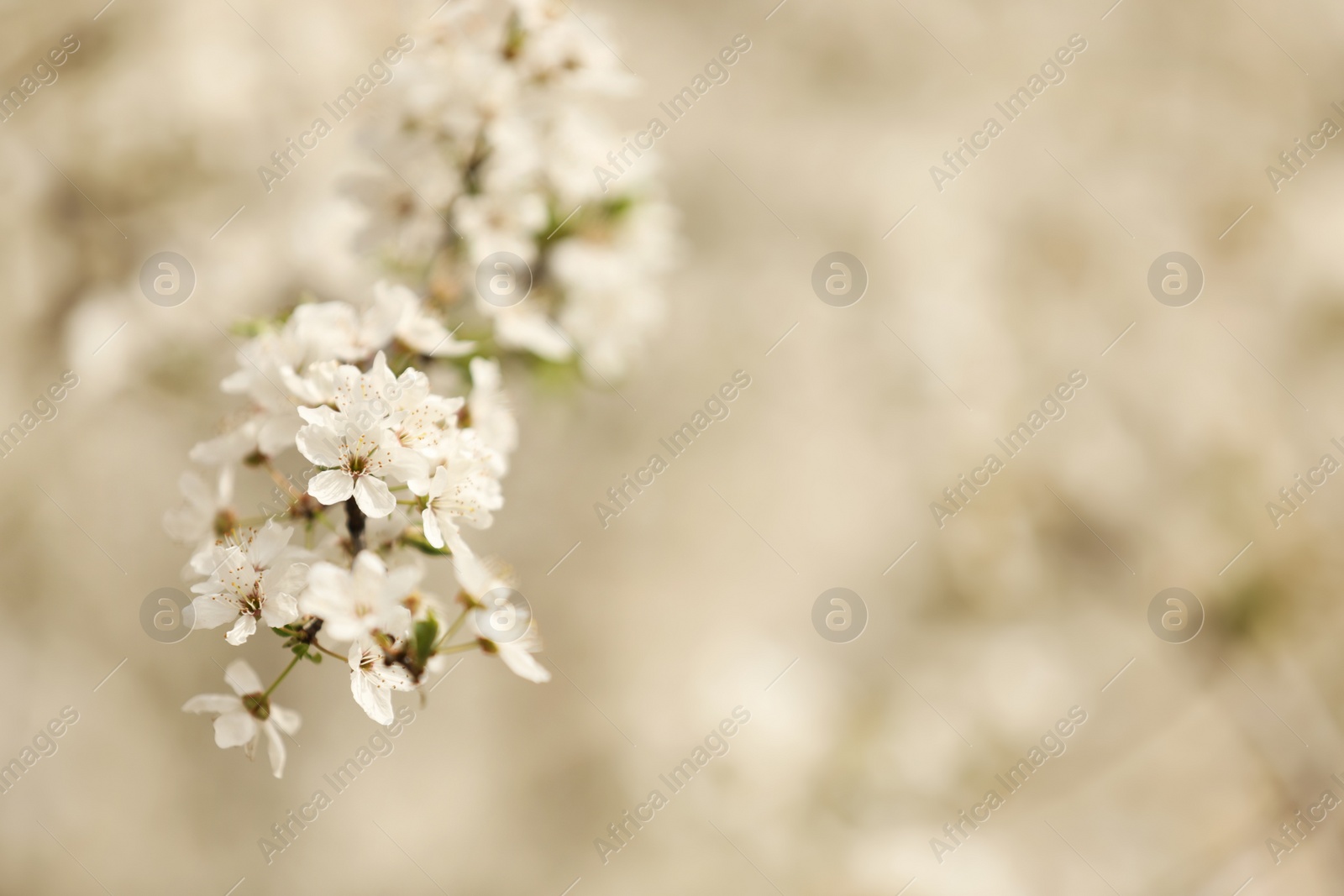 Photo of Closeup view of blossoming tree outdoors on spring day