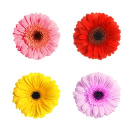 Set with different beautiful gerbera flowers on white background