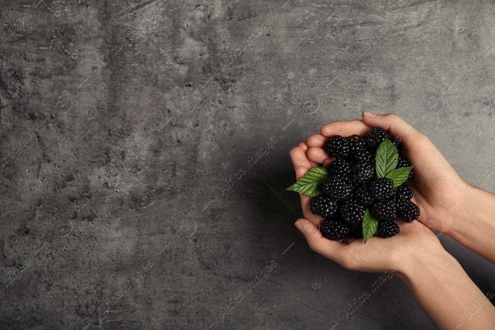 Photo of Woman holding fresh blackberry on gray background. Space for text