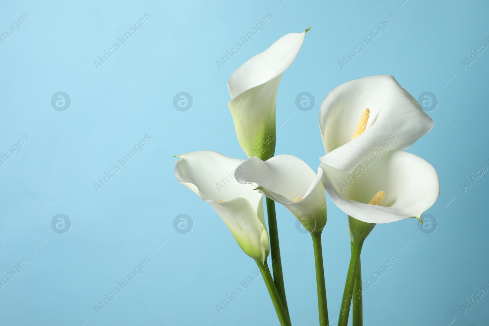 Photo of Beautiful calla lily flowers on light blue background. Space for text