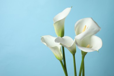 Beautiful calla lily flowers on light blue background. Space for text