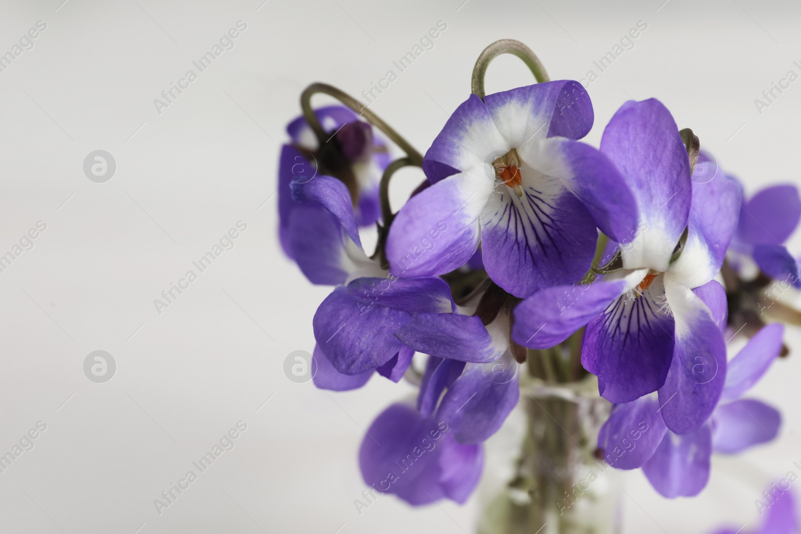 Photo of Closeup view of beautiful wood violets in vase, space for text. Spring flowers