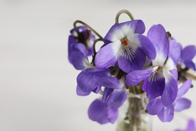 Photo of Closeup view of beautiful wood violets in vase, space for text. Spring flowers