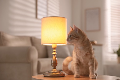Cute cat sitting on table near lamp at home
