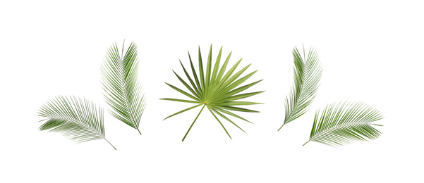 Set of tropical leaves on white background. Banner design