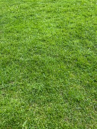 Photo of Beautiful lawn with green grass outdoors on sunny day