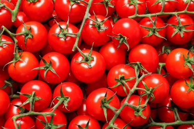 Photo of Fresh organic cherry tomatoes as background, closeup