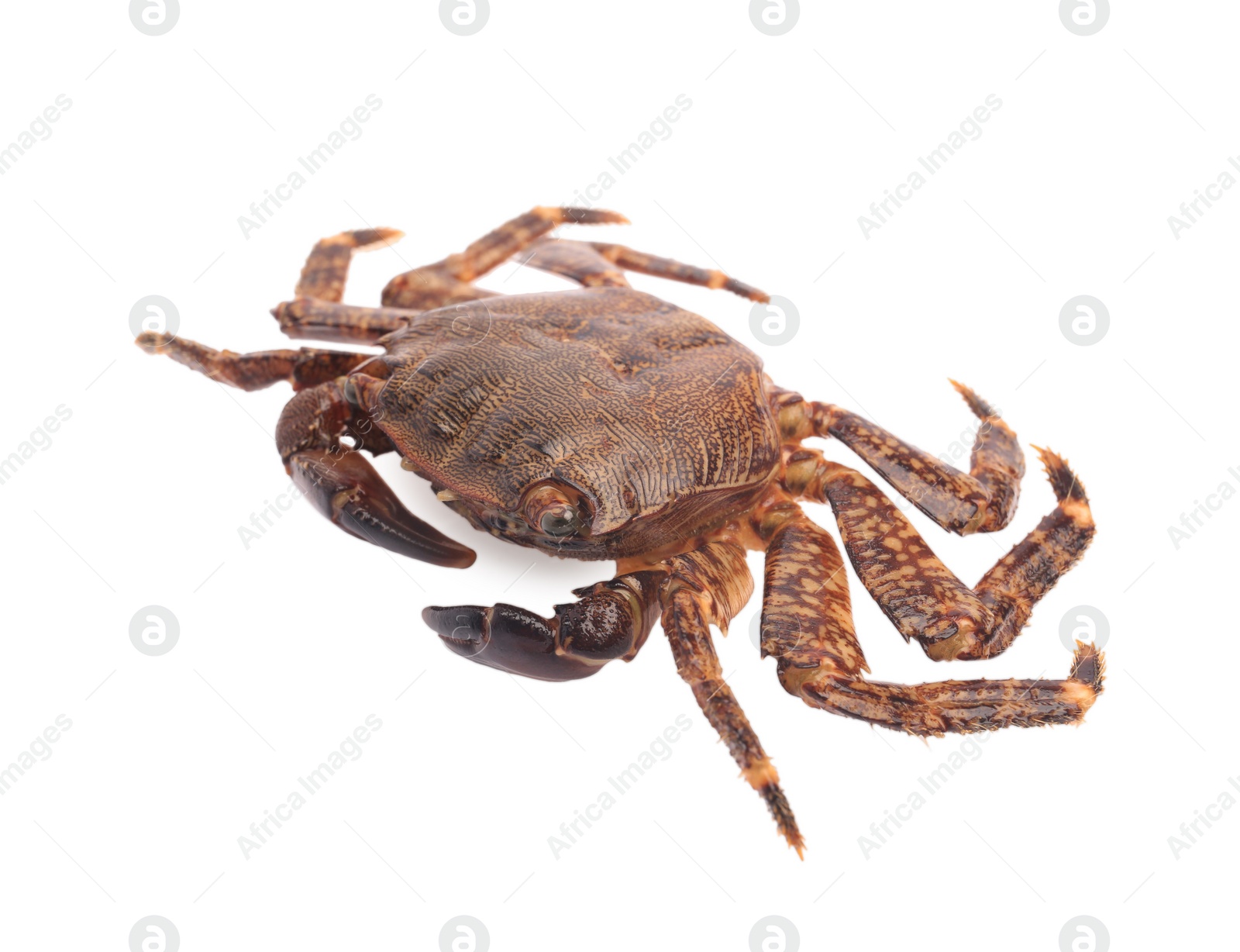 Photo of One fresh raw crab isolated on white