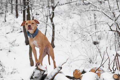 Photo of Cute ginger dog on logs in snowy forest, space for text