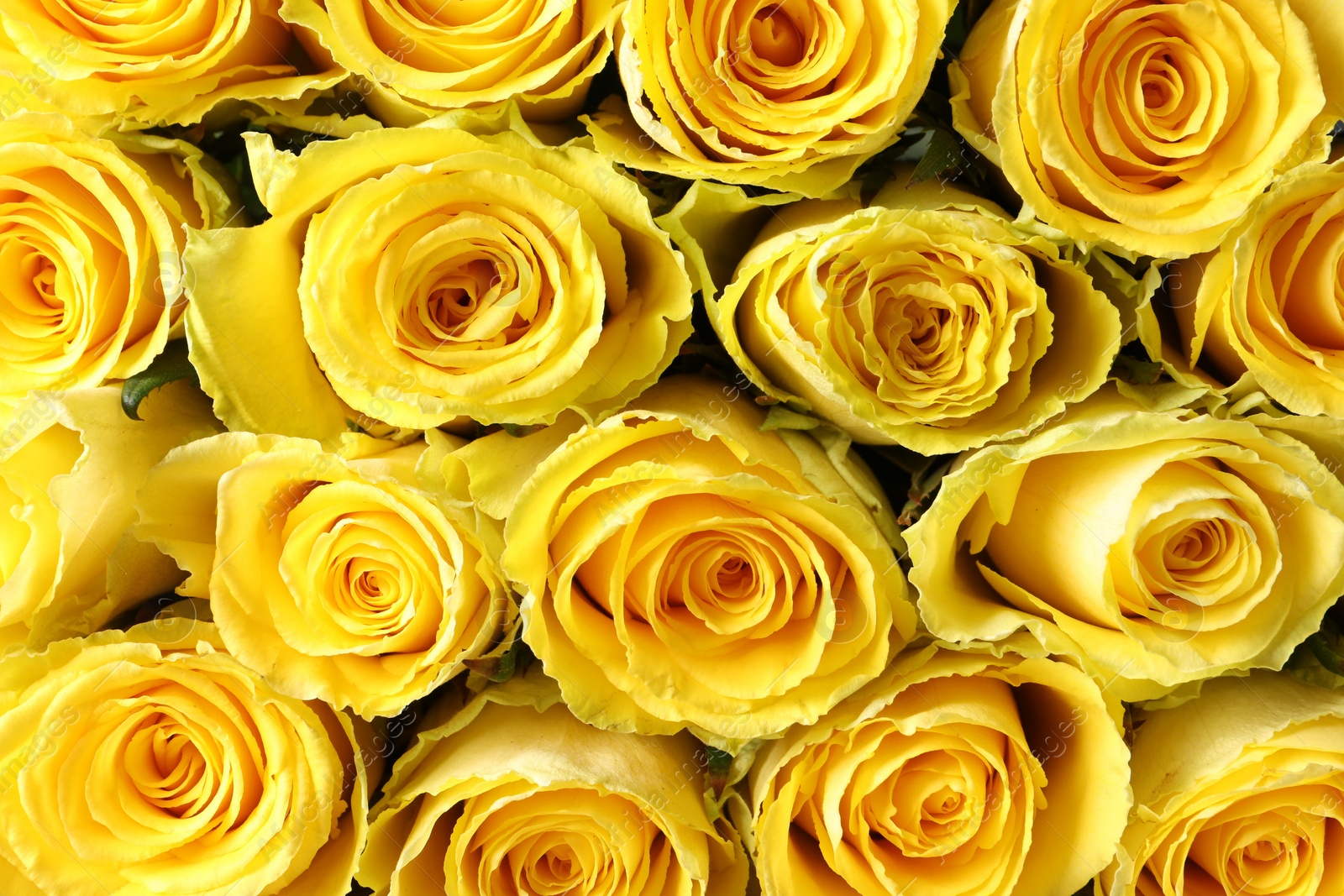 Photo of Beautiful bouquet of yellow roses as background, top view