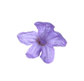 Beautiful aromatic lavender flower isolated on white