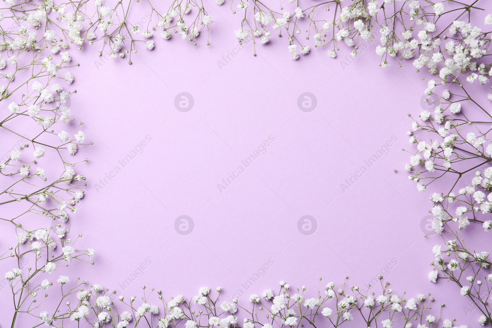 Photo of Frame of beautiful gypsophila flowers on violet background, flat lay. Space for text