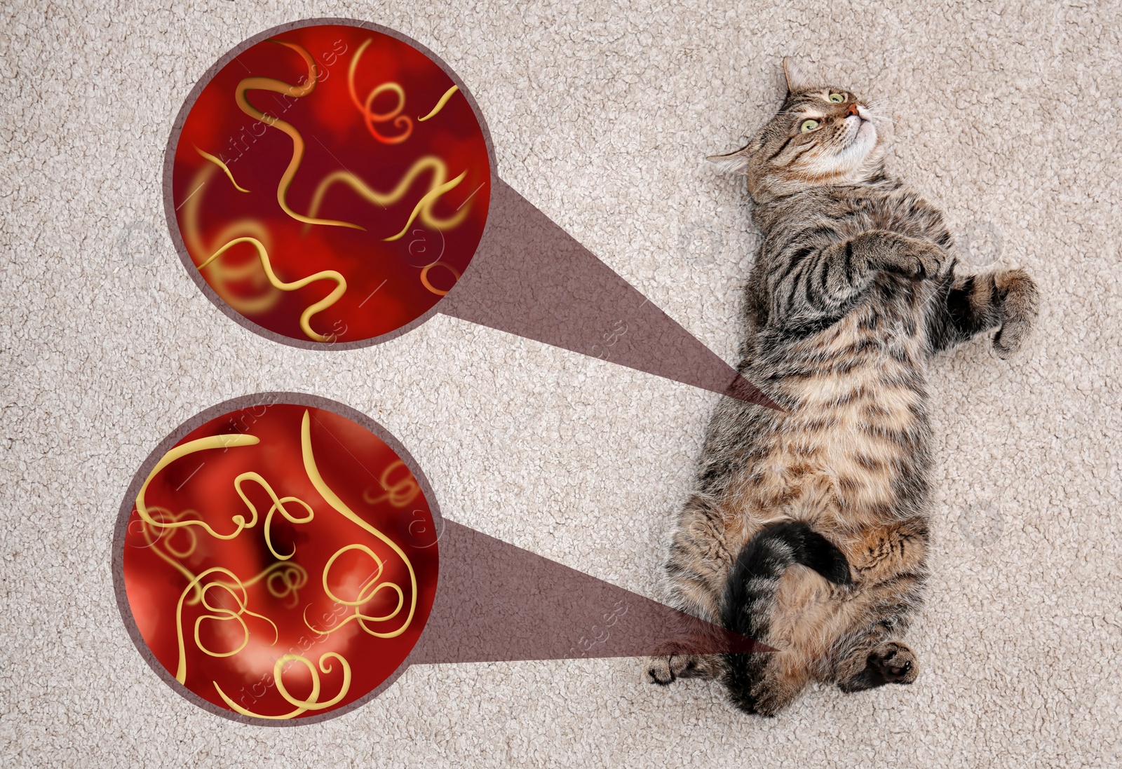 Image of Cute cat and illustration of helminths under microscope on carpet at home. Parasites in animal