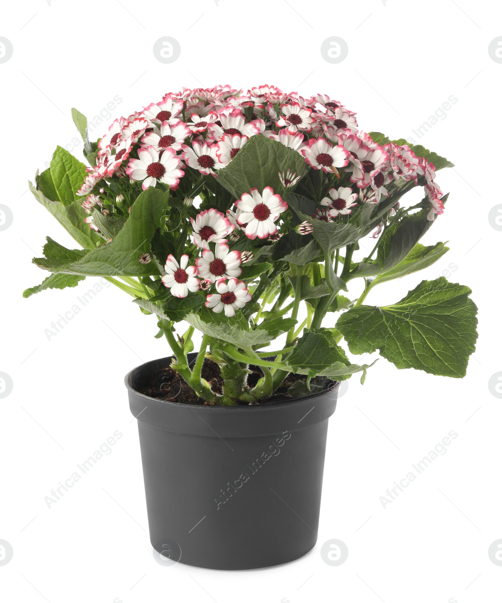 Photo of Beautiful cineraria plant in flower pot isolated on white