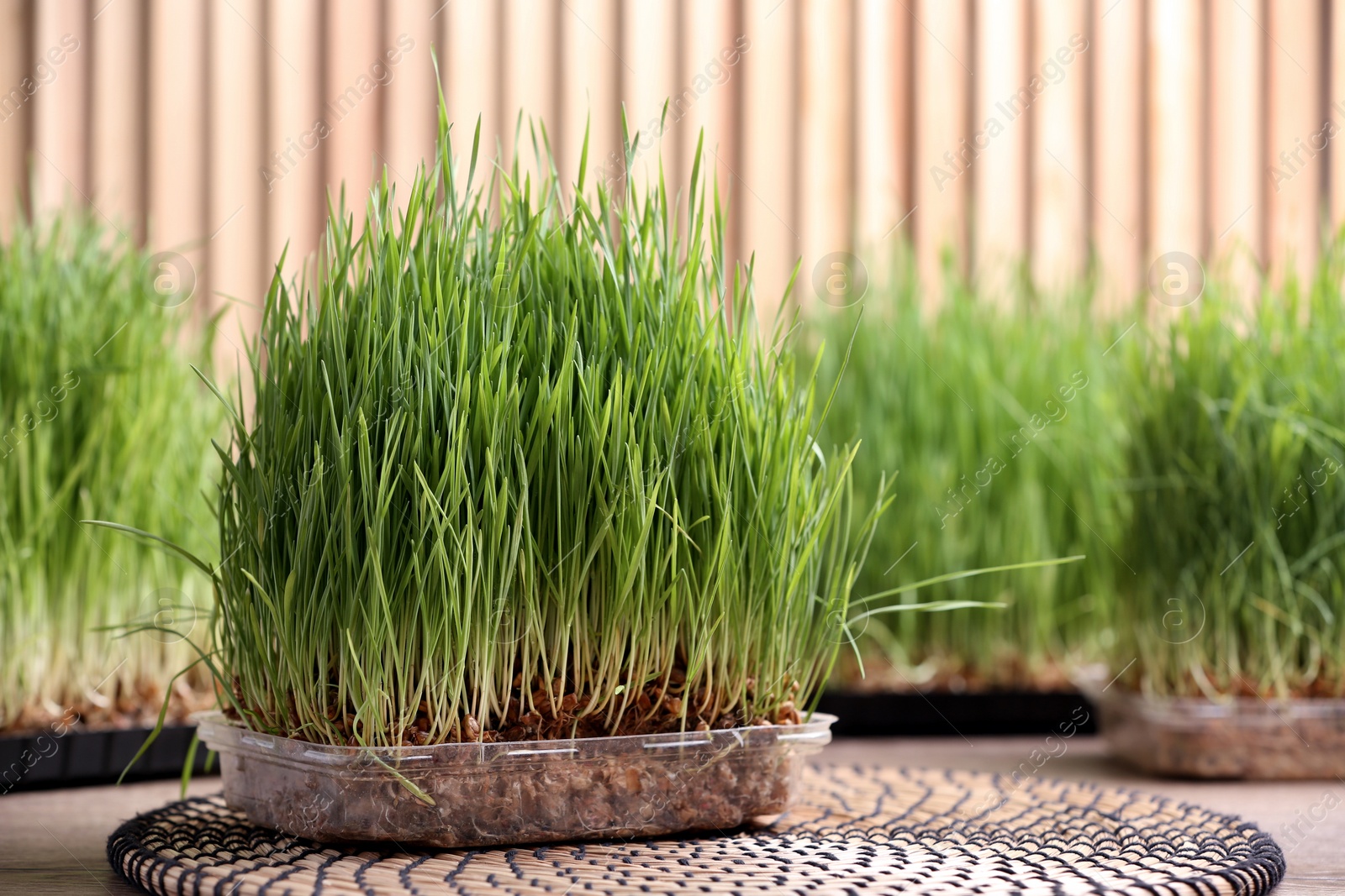 Photo of Containers with sprouted wheat grass on table. Space for text