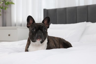 Photo of Adorable French Bulldog lying on bed indoors. Lovely pet