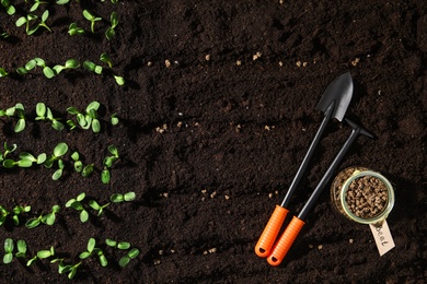 Gardening tools, beet seeds on fertile soil, flat lay. Vegetable growing