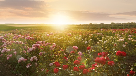 Bushes with beautiful roses outdoors on sunny day