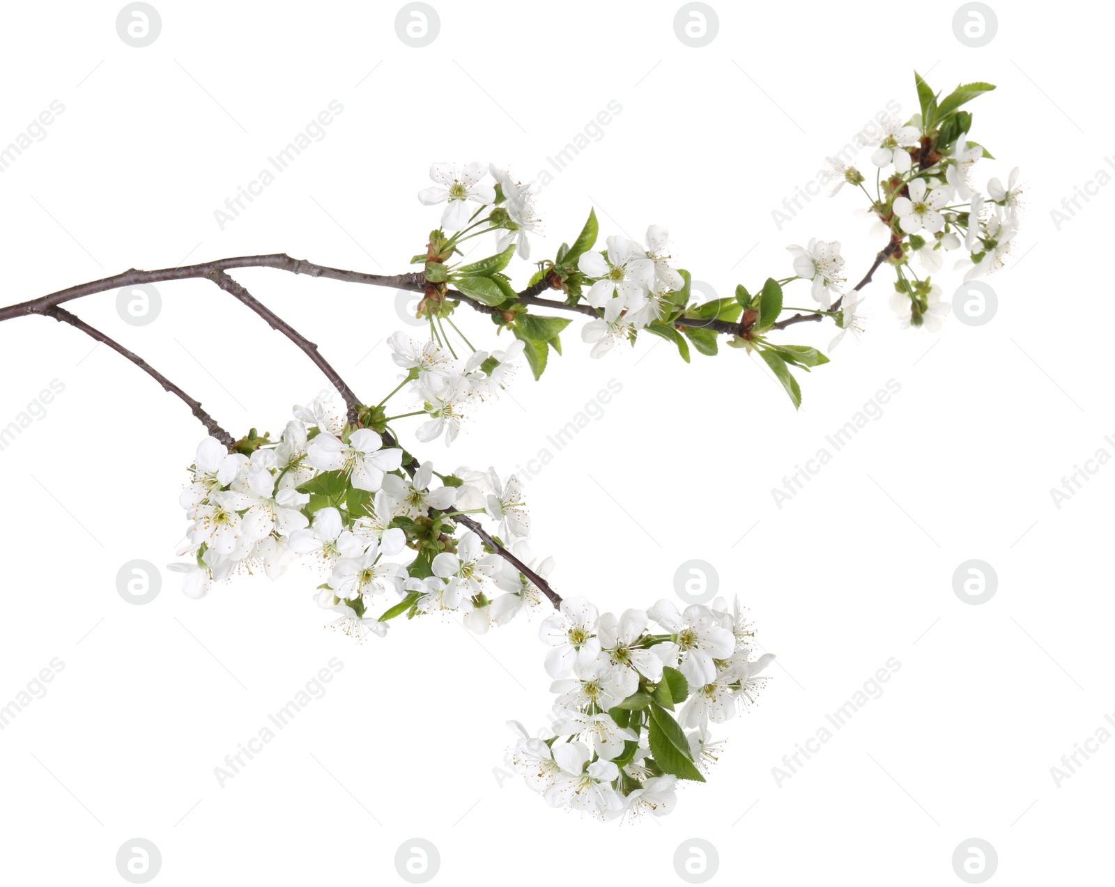 Photo of Spring branch with beautiful blossoms and leaves isolated on white