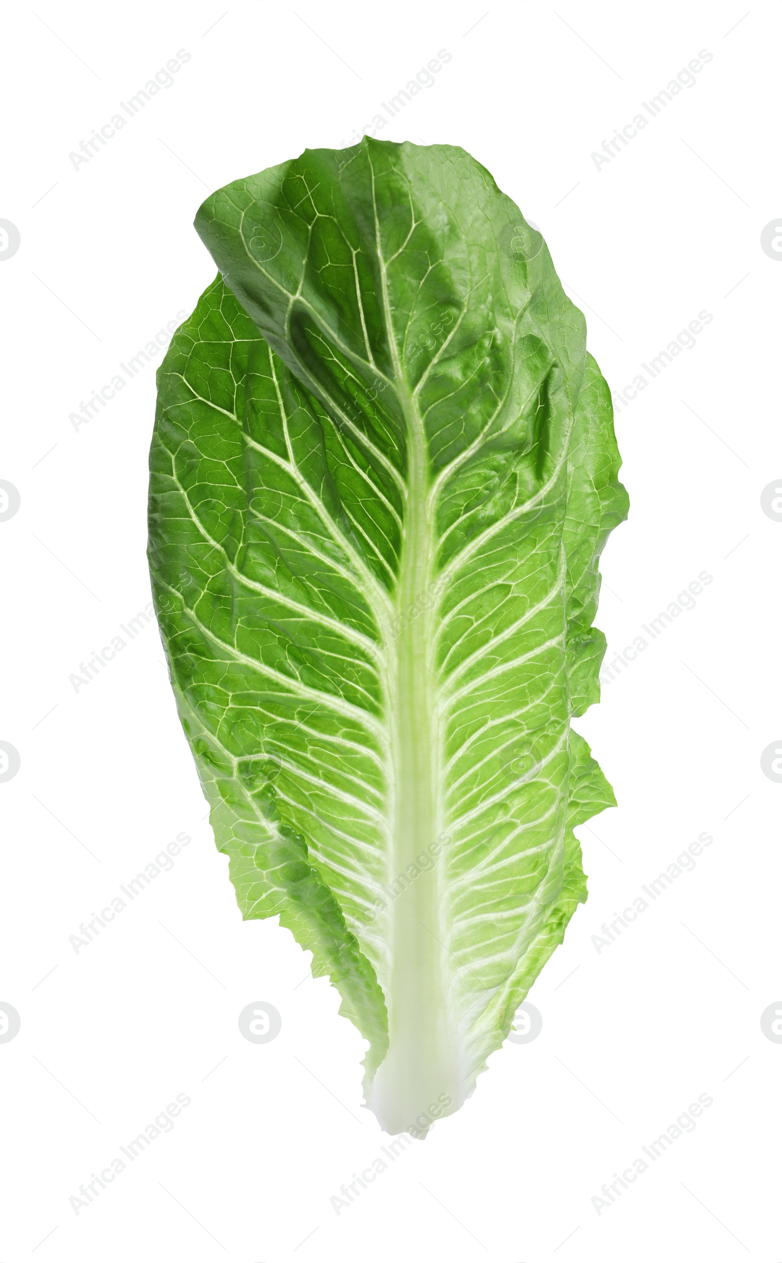 Photo of Fresh leaf of green romaine lettuce isolated on white