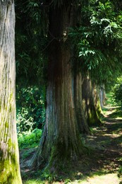 Photo of Beautiful trees in green park on sunny day