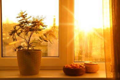 Photo of Beautiful mimosa plant in pot on windowsill indoors