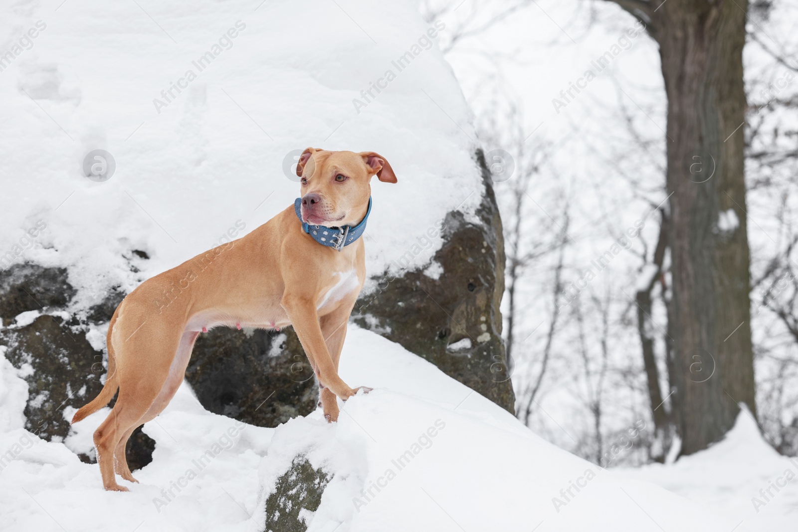 Photo of Cute ginger dog in snowy park, space for text