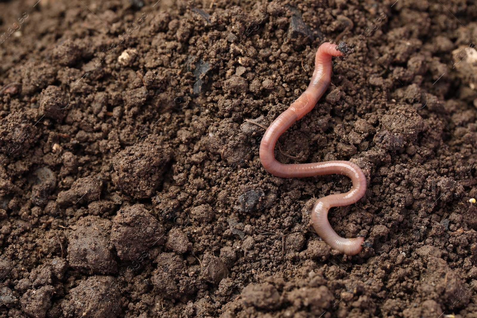 Photo of One earthworm on wet soil. Space for text