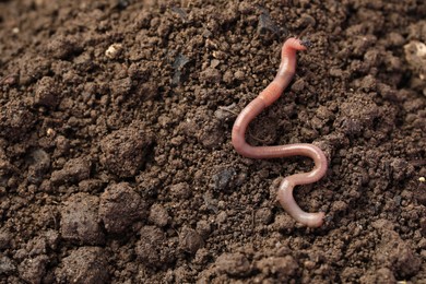 Photo of One earthworm on wet soil. Space for text