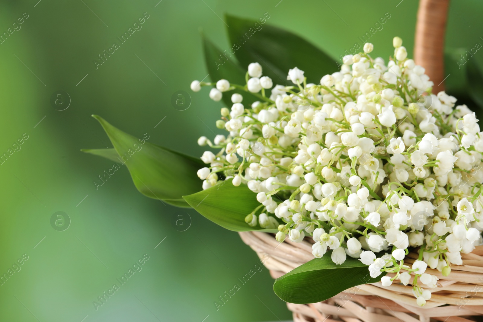 Photo of Wicker basket with beautiful lily of the valley flowers on blurred green background, closeup. Space for text