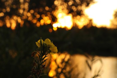Photo of Beautiful yellow flower outdoors in morning, closeup. Space for text