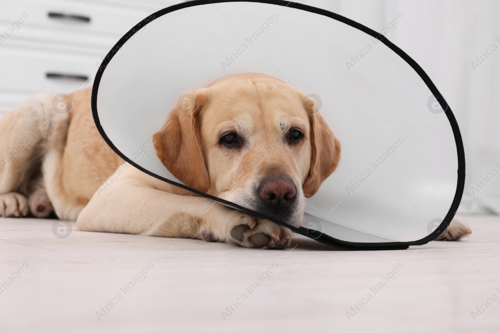 Photo of Sad Labrador Retriever with protective cone collar lying on floor in room