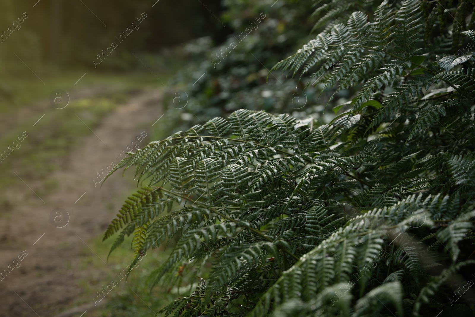 Photo of Beautiful fern with lush leaves growing in forest