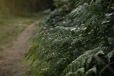 Photo of Beautiful fern with lush leaves growing in forest