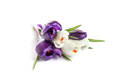 Beautiful spring crocus flowers on white background