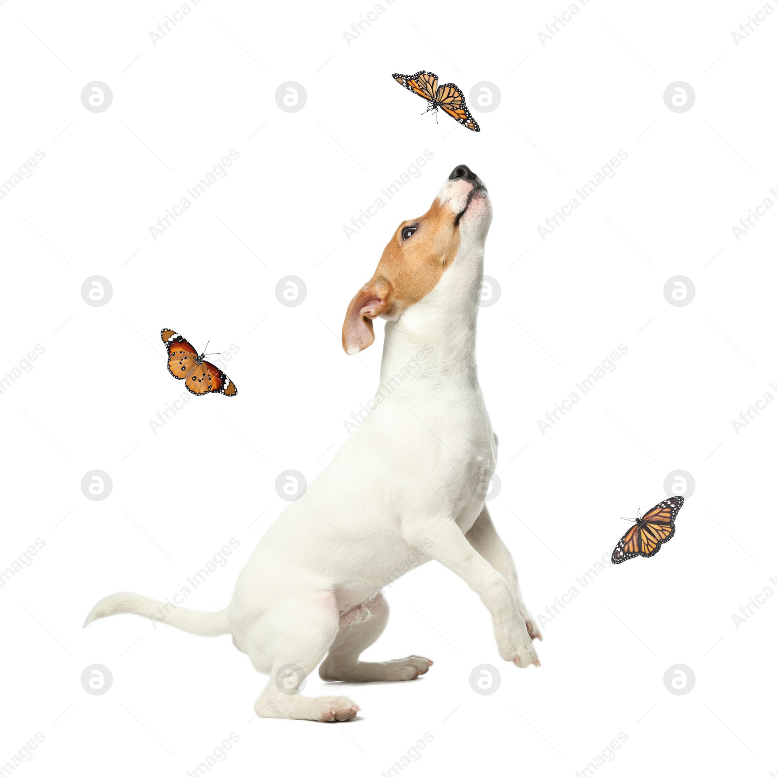 Image of Cute Jack Russel Terrier playing with butterflies on white background. Lovely dog