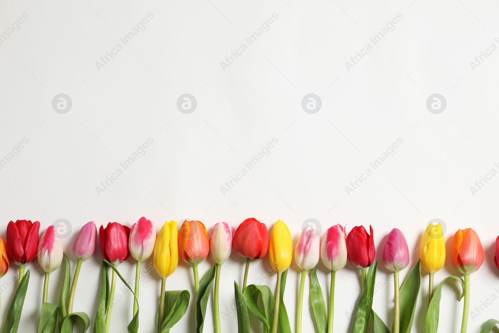 Photo of Beautiful spring tulips on white background, top view