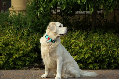 Photo of Adorable White Retriever dog on sidewalk outdoors