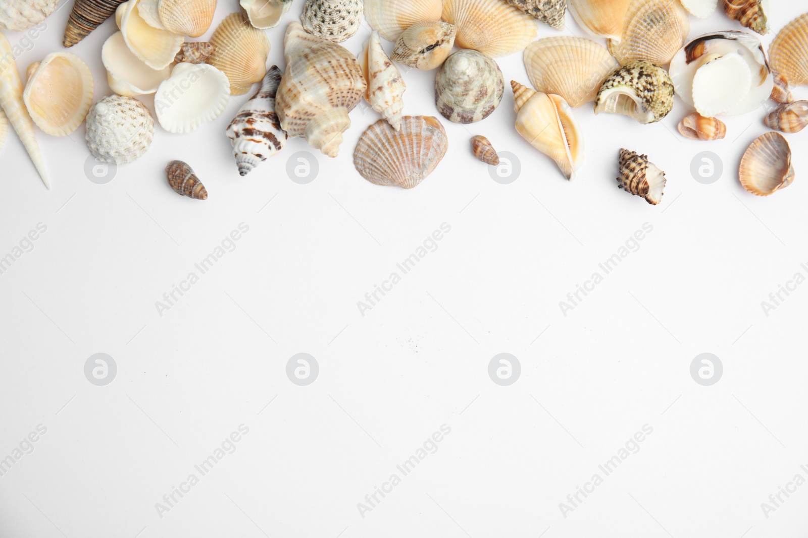 Photo of Different beautiful sea shells on white background, top view