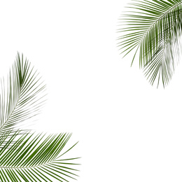 Image of Frame made of beautiful lush tropical leaves on white background