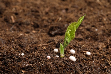 Photo of Fresh growing plant and fertilizer on soil, space for text. Gardening time