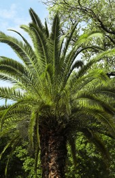 Tropical palm with beautiful green leaves outdoors