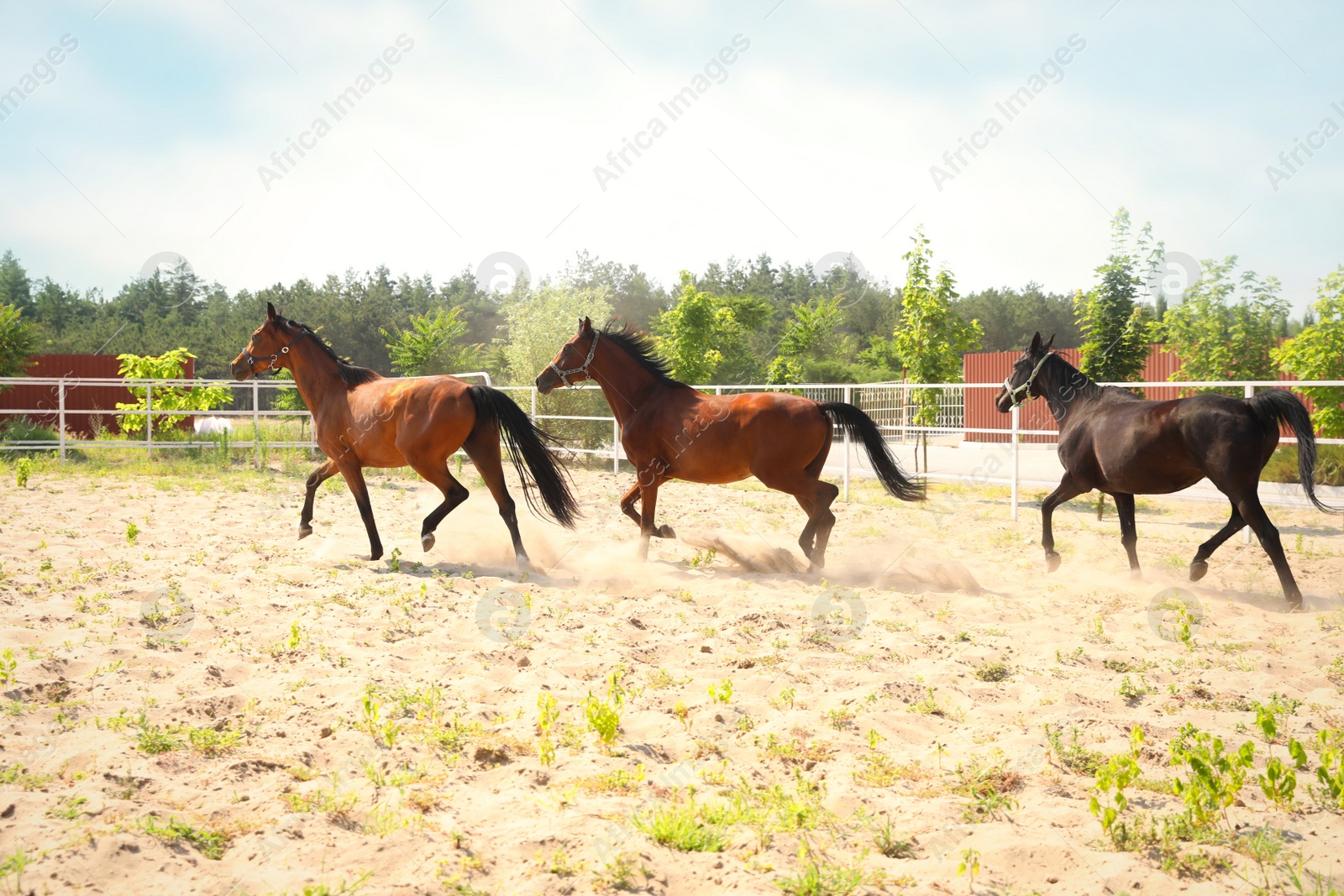 Photo of Bay horses in paddock on sunny day. Beautiful pets