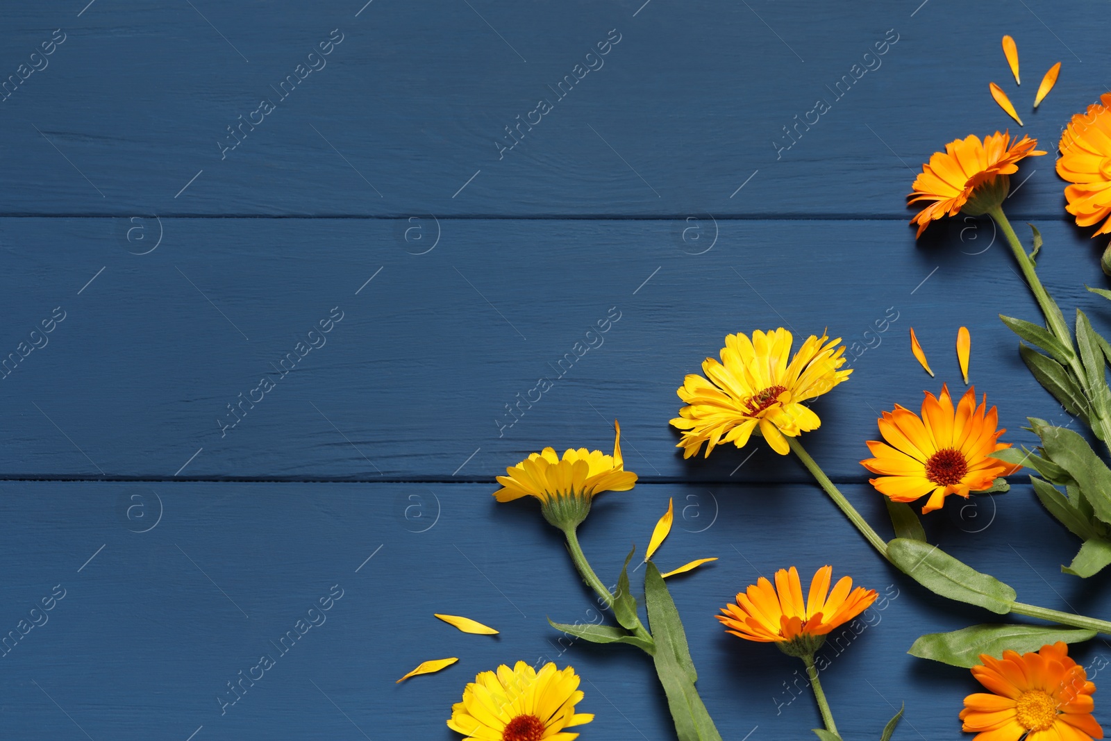 Photo of Beautiful fresh calendula flowers on blue wooden table, flat lay. Space for text